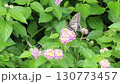 吸蜜するチョウ 130773457