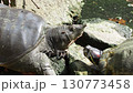 向かい合うスッポンとカメ 130773458
