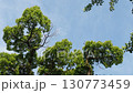 青空と木 130773459