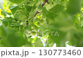 緑の銀杏 130773460