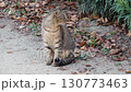 茶トラのノラ猫 130773463