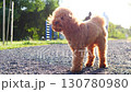 An Adorable Poodle Happily Enjoying a Beautiful and Warm Sunlit Walk in the Vibrant Park 130780980
