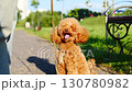 A Happy Dog Joyfully Enjoying a Fun Walk in the Beautiful Park Under the Sunshine 130780982