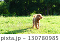 A Happy Dog Joyfully Playing in the Sunlit Green Grass on a Beautiful Day Outdoors 130780985