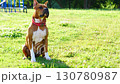 A Playful and Happy Dog is Happily Enjoying a Sunny Day in a Beautiful Park Setting 130780987