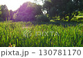 A Serene Green Landscape with Sunlight Streaming Down, Creating a Beautiful Pudding Effect 130781170