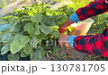 Hands of a gardener in a red plaid shirt gently picking ripe strawberries from lush green plants in a sunny garden 130781705