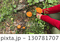Individual harvesting vibrant orange mushrooms from the forest floor, surrounded by lush greenery and fallen leaves 130781707