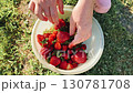 Hands of a person picking ripe strawberries from a lush green field, holding fresh berries above a bowl filled 130781708