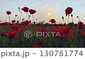 Prague, Czech Republic - June 07, 2025: Vibrant red poppy flowers blooming in a field during sunset 130781774