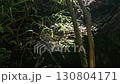 朝日に照らされたクモの巣 130804171