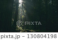 森林を照らす朝の光芒 130804198