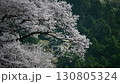 朝日に照らされてキラキラ輝く牛代の水目桜 130805324