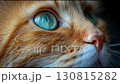 A close-up video of a red cat. A red cat looking.  130815282
