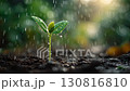 Young green seedling emerging from rich dark soil, thriving in gentle rain with droplets glistening 130816810
