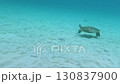 卡凱羅馬島上的海龜 130837900