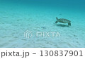 卡凱羅馬島上的海龜 130837901