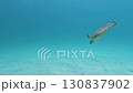 卡凱羅馬島上的海龜 130837902