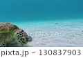 卡凱羅馬島上的海龜 130837903