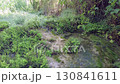 Lush Forest Creek. A serene scene of a small creek flowing through a vibrant, green forest, with dense foliage and sunlit water. 130841611