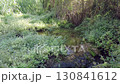 Lush Forest Creek. A serene scene of a small creek flowing through a vibrant, green forest, with dense foliage and sunlit water. 130841612