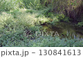 Lush Forest Creek. A serene scene of a small creek flowing through a vibrant, green forest, with dense foliage and sunlit water. 130841613