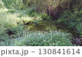 Lush Forest Creek. A serene scene of a small creek flowing through a vibrant, green forest, with dense foliage and sunlit water. 130841614