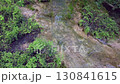 Lush Forest Creek. A serene scene of a small creek flowing through a vibrant, green forest, with dense foliage and sunlit water. 130841615