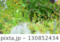 小さな黄色い花と緑 130852434