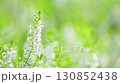 白い花と緑 130852438