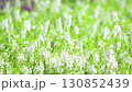 白い花と緑 130852439