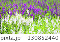 白と紫の花 130852440