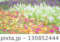 カラフルなポーチュラカの花 130852444