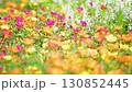 カラフルなポーチュラカの花 130852445