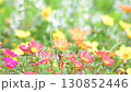 カラフルなポーチュラカの花 130852446