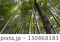 荘厳な雰囲気の竹林と木漏れ日 130868183