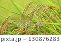 Rice field 130876283