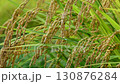 Rice field 130876284