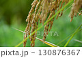 Rice 130876367
