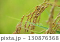 Rice 130876368