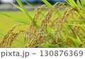 Rice 130876369