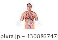 2D and 3D medical graphic showing human respiratory and circulatory system with oxygen and carbon dioxide gas exchange 130886747