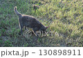 A cat buries litter with its paw 130898911