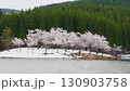 250428 Cherry blossoms in Nakano, Tsunan Town 130903758