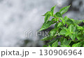 急流を背景にたたずむ植物 5倍スローモーション 130906964
