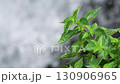 急流を背景にたたずむ植物 等倍速 130906965