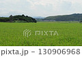 風にそよぐ青い稲が広がる夏の田園風景 5倍スローモーション 130906968