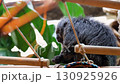 White-faced saki monkey eating food on branch 130925926