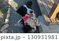 Funny Dog Begging on Hind Legs 130931981