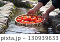 Tomatoes chilled in cold water 130939633